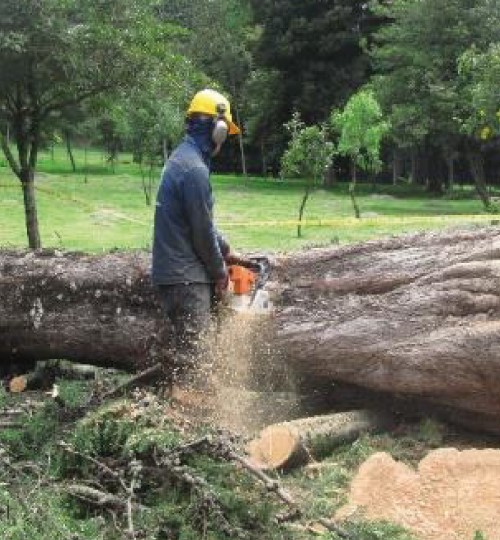 ¿Dónde denunciar la tala de un árbol?
